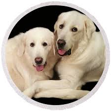 Love and Contentment Coffee Mug by Susan Huckins