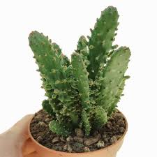 Image result for Opuntia monacantha