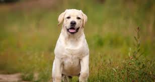 A standard male dog is commonly known as a dog. in technical terms, this implies that the dog hasn't fathered any young, nor has it been used for breeding. Miniature Labradors Everything You Could Want To Know