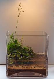 My Take On Wabi Kusa Aquascaping Aquatic Plant Central Aquatic Plants Indoor Water Garden Aquatic Garden