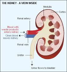Each kidney is about 4 or 5 inches long, roughly the size of a large fist. Kidneys And How They Work Mydr Com Au