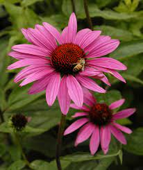Premier plant solutions 15112 provence lavender/lavandula, 19cm. Echinacea Purpurea Ruby Star Stonehouse Nursery