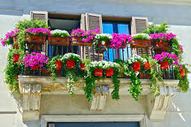 Viele balkonblumen gedeihen an einem sonnigen standort besser, als auf im gegensatz zu mehrjährigen beetstauden und gehölzen, haben balkonpflanzen keine chance, ihr wurzelwerk stark auszubilden und für die. Sudbalkon Bepflanzen Diese Pflanzen Vertragen Pralle Sonne