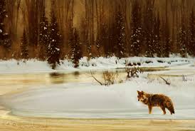 Jackson hole homes for sale $2,100,000; Frosty Morning Coyote At Moose Junction Computer Art By R Christopher Vest Absolutearts Com