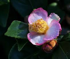 Image result for Camellia sinensis