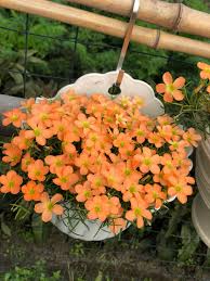 Image result for Oxalis oligotricha