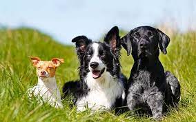 The border collie lab mix, is a mixed breed dog resulting from breeding the border collie and the labrador retriever. Borador Labrador Mischling