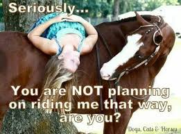 Funny Horse Pictures Horse Quotes Funny Horse Jokes