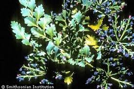 Image result for Phyllocladus trichomanoides