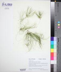 Image result for Websteria confervoides