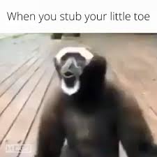 When You Stub Your Toe Funny Relatable Memes Cute Funny Animals Stupid Funny Memes