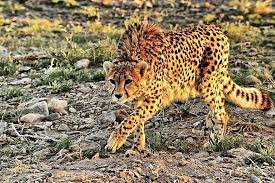 Asiatic Iranian Cheetah Turan National Park Called Iranian Africa Is 2nd Largest Biosphere Reserve In Wild Animals Pictures Animals Beautiful Animals Wild