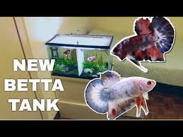 35 watchers11.9k page views91 deviations. New Betta Tank Set Up Half Moon Plakat Bettas Hmpk Youtube