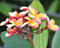 Tri Colored Plumeria Reminds Me Of An Hawaiian Sunset Plumeria Flowers Plumeria Flowers