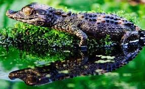 Check spelling or type a new query. Smooth Fronted Caiman Paleosuchus Trigonatus The Rare Smooth Fronted Caimans Reach A Slightly Larger Overall Size Compared To The Cu Caiman Crocodiles Pets