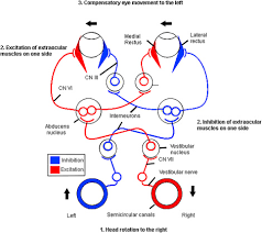 Image result for Optical Reflex