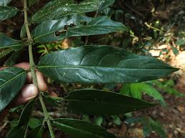 Image result for Lasianthus