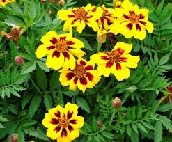Marigold Seeds For Sale Buy Bulk Marigold Flower Seeds At Eden Brothers Flower Seeds Marigold Flower Seeds For Sale