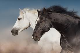 Check spelling or type a new query. 176 210 White Horse Photos Free Royalty Free Stock Photos From Dreamstime