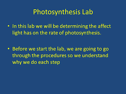 We did not find results for: How Do Plants Get Co2 In And Let O2 Out Stomata Guard Cells Function Of Stomata Co 2 In O 2 Out H 2 O Out Gets To Leaves For Photosynthesis Ppt Download