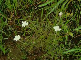 Image result for Rhamphicarpa