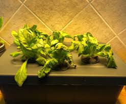 Algae needs a wet surface to grow, so keeping the body of your aerogarden as dry as possible will prevent algae. Quick Need Page 7 Growing And Creating Wonderful Things