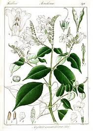 Image result for Asystasia gangetica