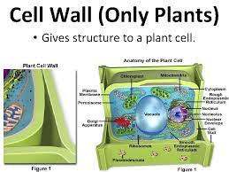 Check spelling or type a new query. Cell Organelles Whats A Cell Organelle Humans Have