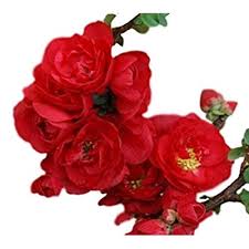 Double take scarlet™ flowering quince is recommended for. Buy New Life Nursery Garden Double Take Scarlet Storm Flowering Quince Trade Gallon Pot Online In India B07yf9frcj