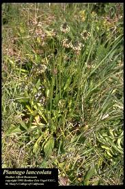 Image result for Plantago