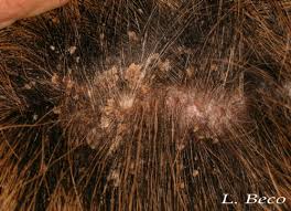 Image result for what do Cheyletiella look like in dog fur