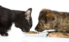 Rilten Kennels Is The Most Reputed And Trusted Pet Boarding Kennels And Cattery In Melbourne Northern Suburbs Service Tag Pet Boarding Pet News Kitten Images