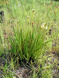 Image result for Xyris parvula