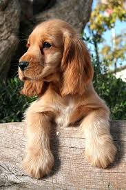 Black And Tan Show Cocker Spaniel Puppy Brown Dog Names Male Female Names For Brown Dogs Brown Dog Names Spaniel Puppies Cocker Spaniel Puppies