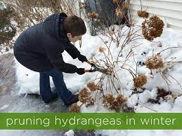 Pruning Hydrangeas In Winter Rather Square Pruning Hydrangeas Trimming Hydrangeas Hydrangea