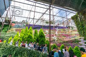 2n taman negara + 1n cameron highlands. Lavender Garden Cameron Highlands Pahang Crisp Of Life
