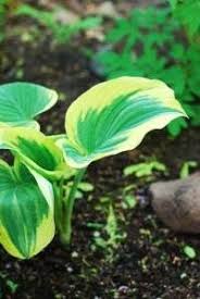 Pin On Hostas