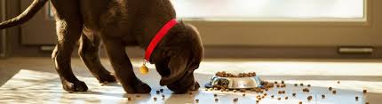 We are a family owned & operated, local personalized business with no franchise fees passed on to our clients. Dog Food Products Petland Sarasota Florida Pet Store