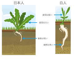 しらいし@矯正Akiba on X: マウスピース矯正は日本人には合っていません。白人とは「歯冠歯根比」が違います。アジア人の中でも特に日本人の歯冠 は太めで歯根が短いです。白人は歯冠が細めで歯根が超長いです。日本人は白人のマネをしてマウスピース矯正をやると、歯根が ...