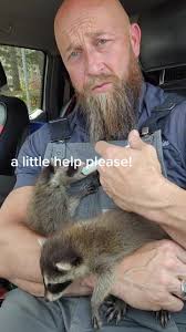 Drew Olanoff Raccoon Removal