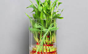 Did You Know Lucky Bamboo Plant Attracts Money Like Magnet