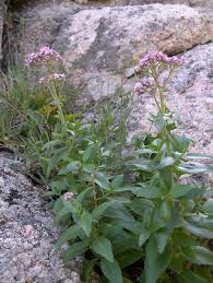 Image result for Centranthus