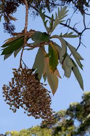 Image result for Bocconia arborea