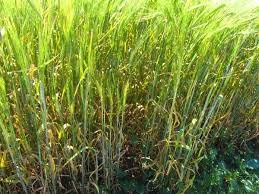 Image result for rez rzivost ostru%u017Einy