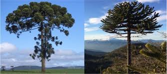 Image result for Araucaria