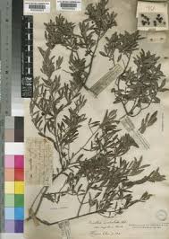 Image result for Euclea undulata