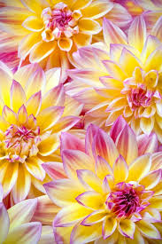 Florist in gapan, nueva ecija. Dahlia Flowers In A Still Life Beautiful Flowers Plants Amazing Flowers
