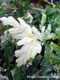 Image result for Selaginella versicolor