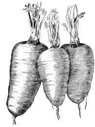 Vintage Vegetable Clip Art Carrots The Graphics Fairy Clip Art Vintage Graphics Fairy Art