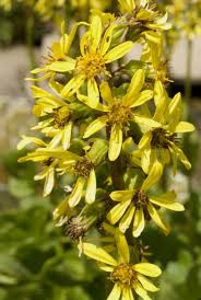 Image result for Ligularia sibirica
